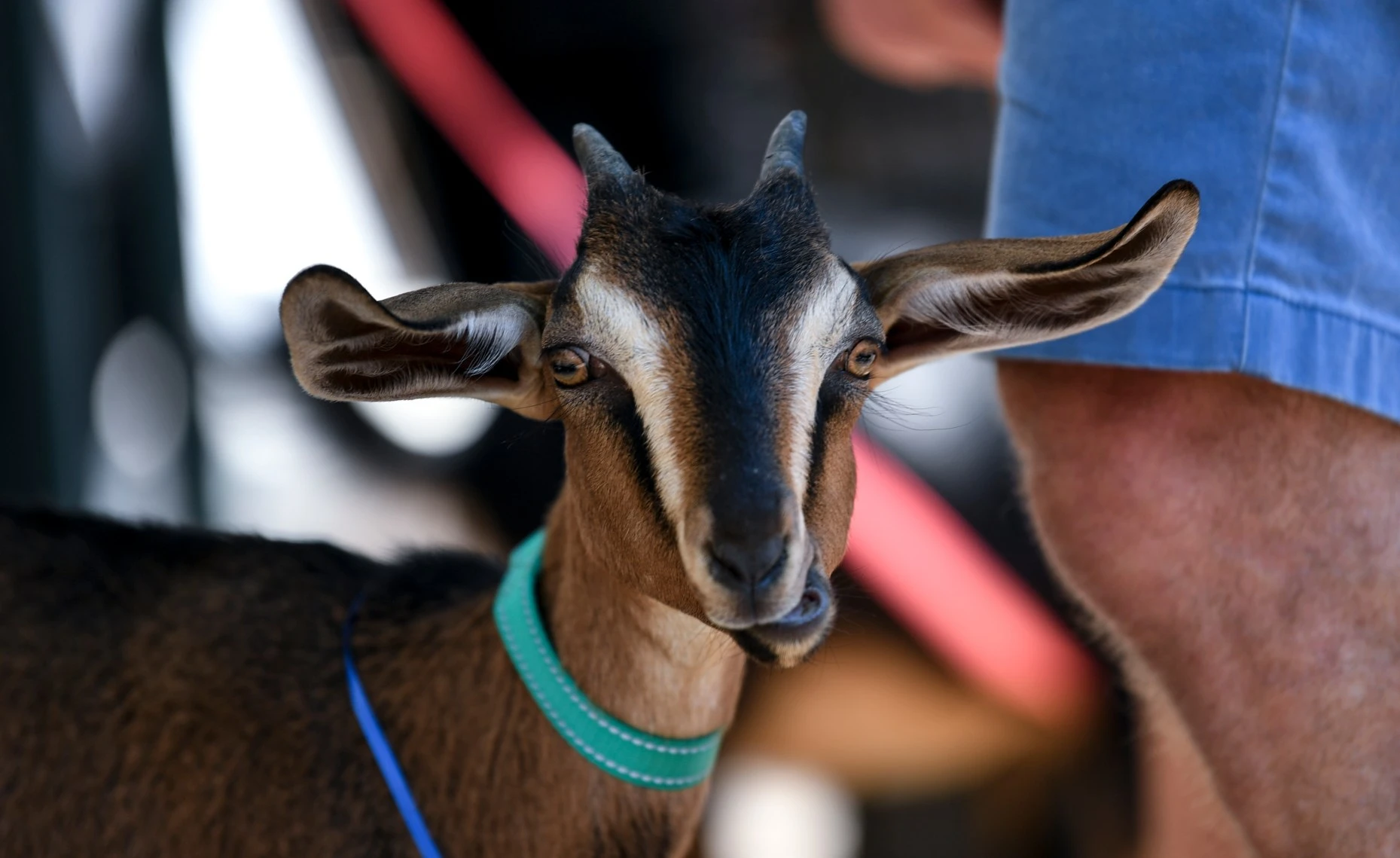 GREELEY, CO - JULY 30:A goat named Honey looks at the camera at the Dawn Til Dusk Farm booth at the 8th Street Arts Festival at 8th Street Plaza in downtown Greeley on July 30, 2022. The event was held concurrently with the Greeley Arts Picnic allows more local artists to take part in the celebrations.  (Alex McIntyre/Staff Photographer)